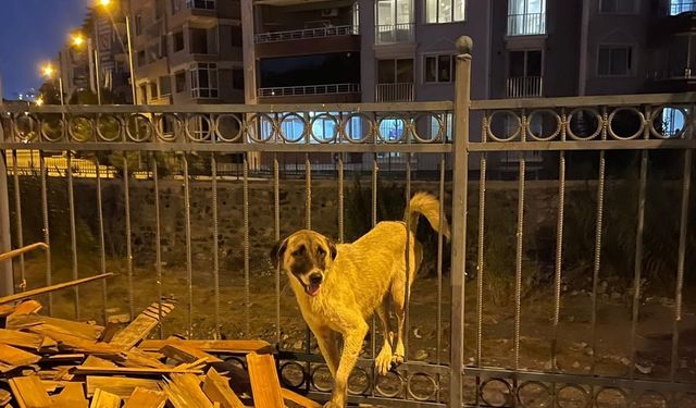 Demir parmaklığa sıkışan köpek kurtarıldı