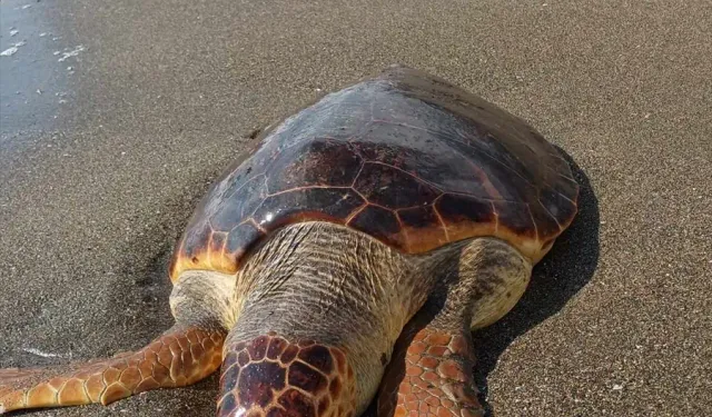 Sahilde Ölü Caretta Caretta Bulundu