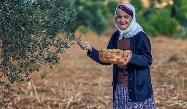 Zeytin Ağaçlarıyla İç İçe Geçmiş Bir Hayat: Antakya’da Atalardan Kalan Miras Yaşıyor