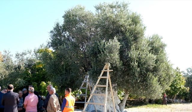 Mersin'de 1300 yıllık anıt ağaçta yetişen zeytinler toplandı