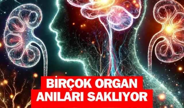 Beyin Ötesi Hafıza: Anılar Başka Organlarda da Saklanıyor!