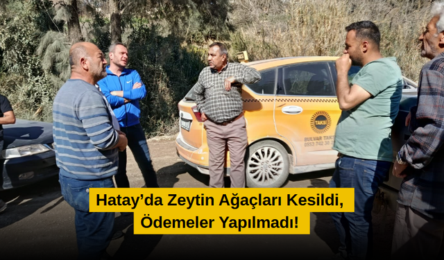 Zeytin Ağaçları Kesildi, Ödemeler Yapılmadı!
