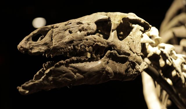 İskoçya'nın Skye Adası'ndaki etçil ve otçul dinozorların aynı su kaynaklarını kullandığı keşfedildi
