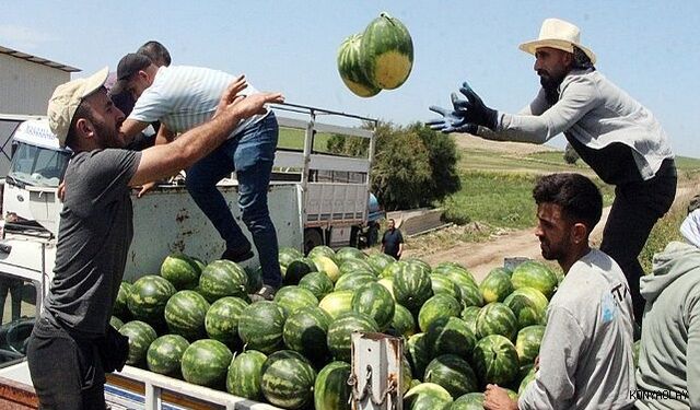Karpuz Hasadı Başladı: Kilosu 7 TL