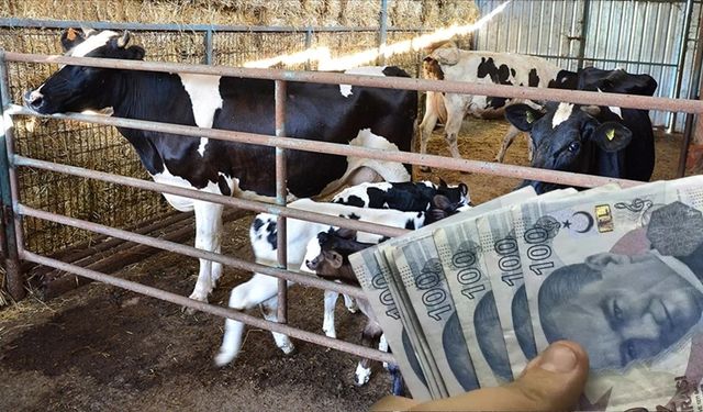 Destek Ödemeleri Hesaplara Yattı