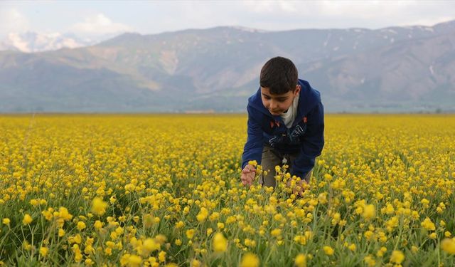 Hakkari'deki tarlalar sarı çiçeklerle renklendi