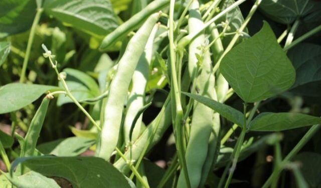 Hatay Payas'ta Taze Fasulye Hasadı Başladı