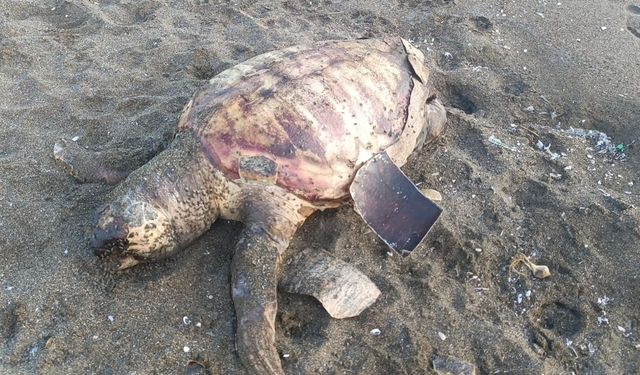 Hatay'da ölü caretta caretta sahile vurdu
