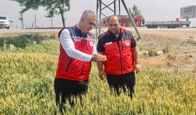 Hatay'da Kuraklık Buğdayı Etkiledi!