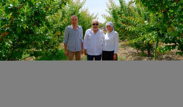 Mersin'de tescilli Mut kayısısında hasat mesaisi sürüyor