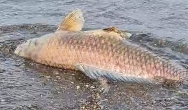Samandağ Sahili Ölü Balıklarla Doldu!