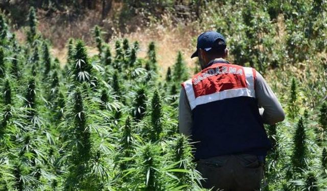 Jandarma Samandağ’da Kenevir Operasyonlarını Sürdürüyor!