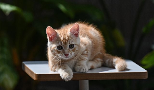 Sarman kedilerin genellikle erkek olmasının genetik kodlarındaki bir eksiklikten kaynaklandığı saptandı