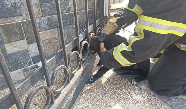 Arsuz'da bahçe kapısına sıkışan köpek kurtarıldı