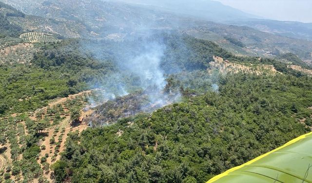 Aydın'ın Germencik ilçesinde ormanlık alanda yangın çıktı