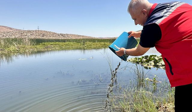 Hatay’da Balık Popülasyonu Artırılıyor! Sulara 1 Milyon Balık Bırakıldı