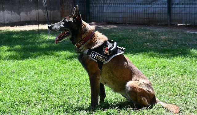 Batman'da görev yapan hassas burun "Linda" emekli oldu