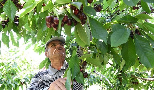 Çanakkale'nin çay bardağına sığmayan kirazları yurt dışına gönderiliyor