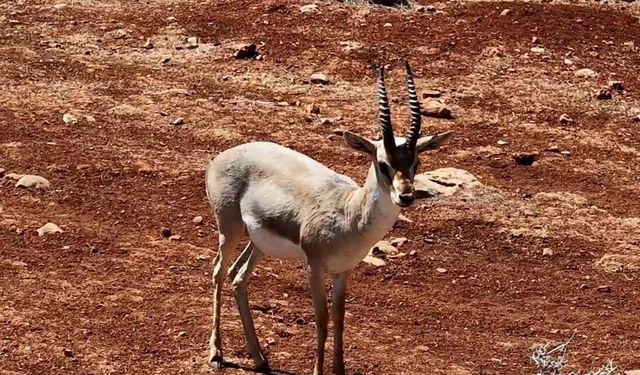 Nesli Tükenmek Üzere: Türkiye’de Sadece Hatay’da Yaşıyorlar