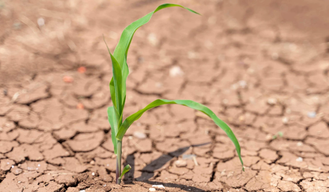 Arpa ve Buğdayda Büyük Kayıp! Kuraklık Buğdayı Bitirdi