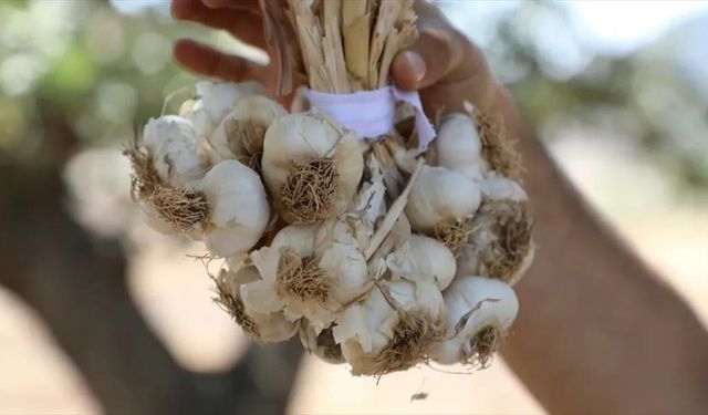 Hasankeyf'te tescilli sarımsağın hasadı yapıldı
