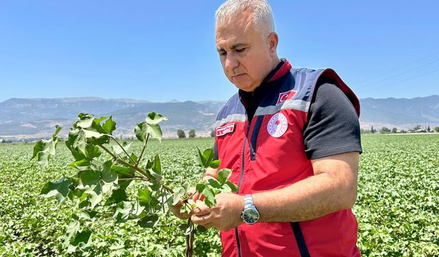 Müdür Türkmen, Beyaz Altın Tarlalarını Denetledi!
