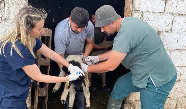 Hatay'da Küçükbaş Hayvanlara Kimlik Takılıyor, Aşı Yapılıyor!