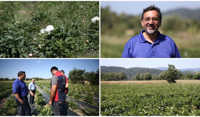 Özel sektörde yöneticiliği bırakıp şakayık üreticisi oldu