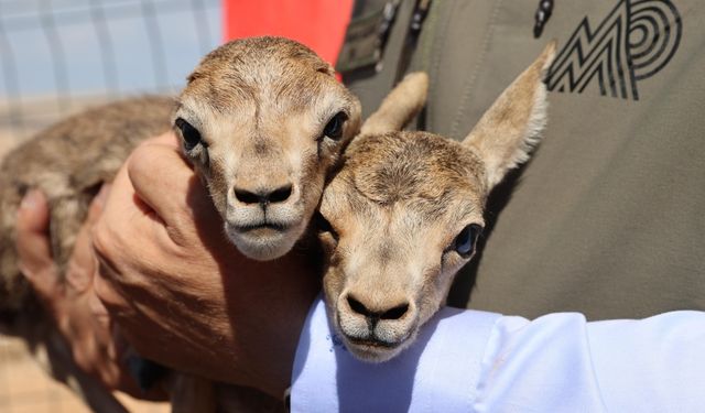 Şanlıurfa'da türkülere konu olan ceylanların sayısı artıyor
