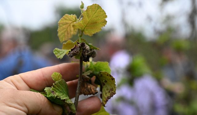 Hataylı Çiftçi Yine Destek Dışında Kaldı! Çiftçi Tepkili
