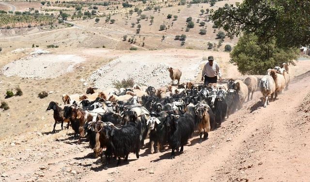 Batman'da besiciler kavurucu sıcaklarda hayvanların su ihtiyacını sarnıçlardan karşılıyor