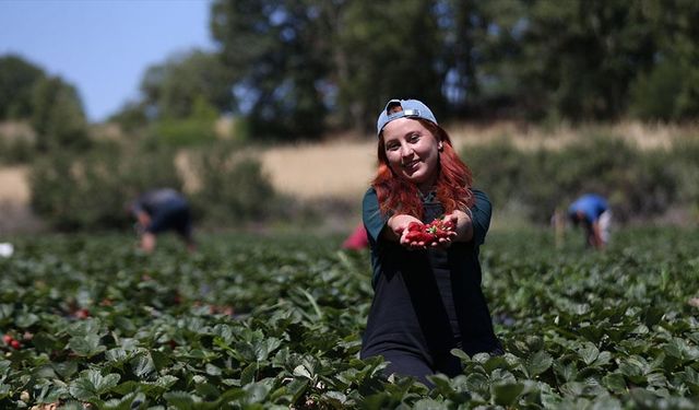 Beyaz yaka yerine tarımı seçti, yöresinin en genç organik çilek üreticisi oldu