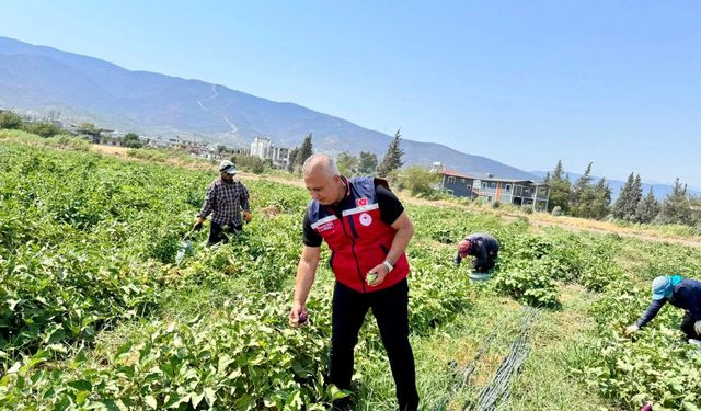 Hatay’da Patlıcan Hasadı Başladı
