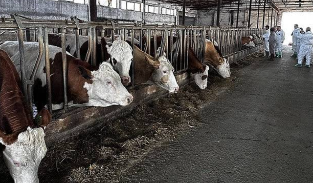 Hatay’da Şap Hastalığı Alarmı: İnsanlara Bulaşır mı, Et ve Sütte Risk Var Mı?