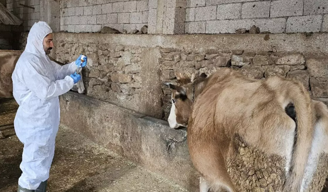 Hatay Dahil 81 İlde Şap Hastalığı Alarmı! Tüm Hayvan Pazarları Kapatıldı