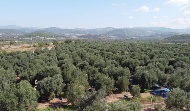 Zeytinlikler Tehlikede! DAÇE: “Topraklarımızı Savunacağız!”