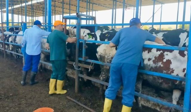 Hatay’da Hayvanlara Şap Aşısı Yapılıyor!