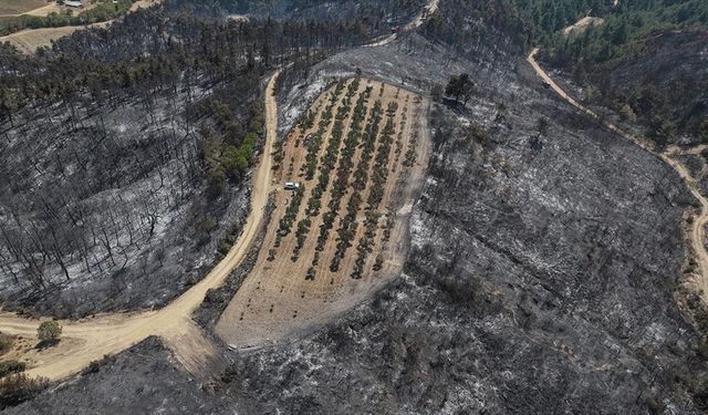 Çanakkale'deki orman yangını 150 ağaç bulunan zeytinliği teğet geçti