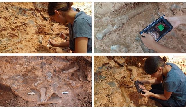 Denizli Tavas'taki kazılarda bulunan fosil türü 27'ye ulaştı