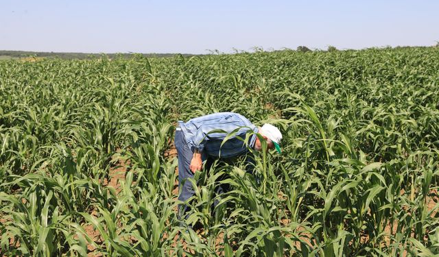 Edirne'de 'süpürge otu' üreticileri ihracatı artırmayı hedefliyor