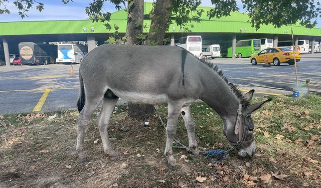 Edirne'de taksicilerin sahiplendiği eşek 'Kadife' otogarın maskotu oldu