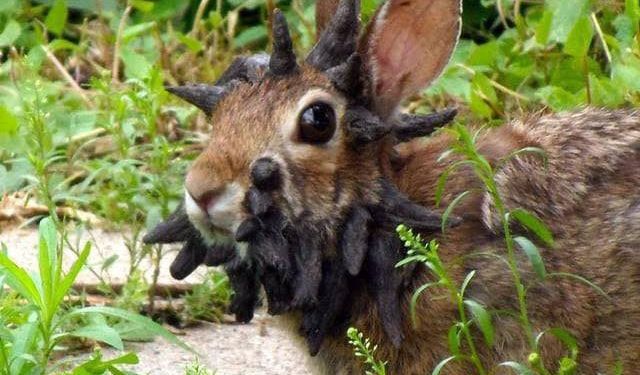 Filmler Gerçek Oldu! ABD'deki Mutant Hayvanlar Korku Yarattı!