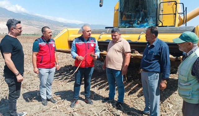 Kırıkhan’da Ayçiçeği Hasadı Başladı!