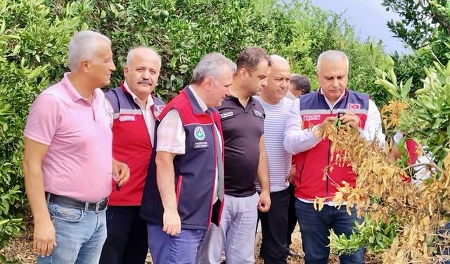 Hatay'da Akdeniz Meyve Sineğine Karşı Mücadele Başladı!