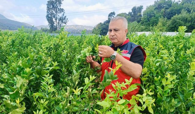 Samandağ Fidancılıkta İddiasını Sürdürüyor!