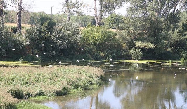 Tunca'da kuraklıkla beraber artan sazlık alanlar kuş türlerine yuva oldu