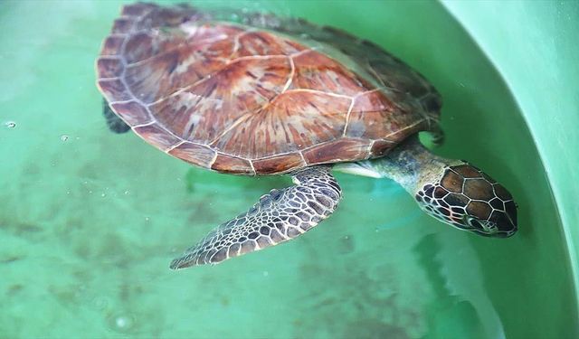 Uydu cihazıyla izlenen caretta caretta "Tuba" ikinci dünya turuna hazırlanıyor
