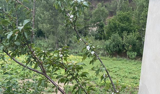 Adana'da erik ağacı çiçek açtı