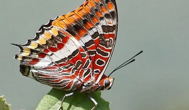 Hatay'ın Amanoslarında İki Yeni Kelebek Türü Keşfedildi!