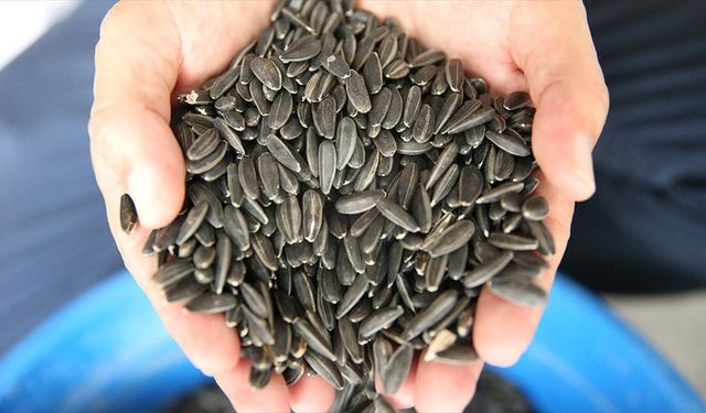 Lezzetiyle öne çıkan 'karaduman' çerezlik ayçiçeği çeşidi hastalıklara karşı güçlendirildi